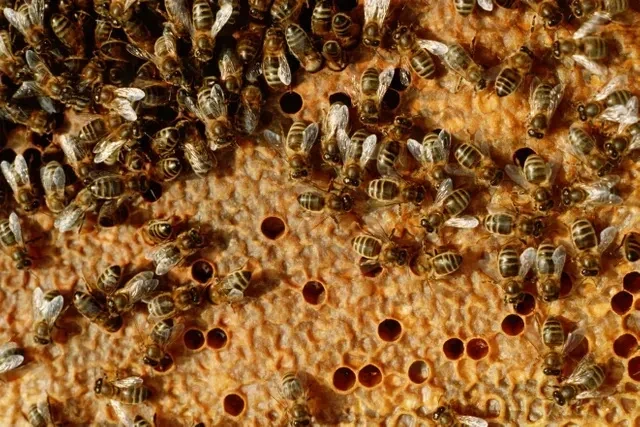 Association Conservatoire de l'Abeille Noire Bretonne - Ouessant